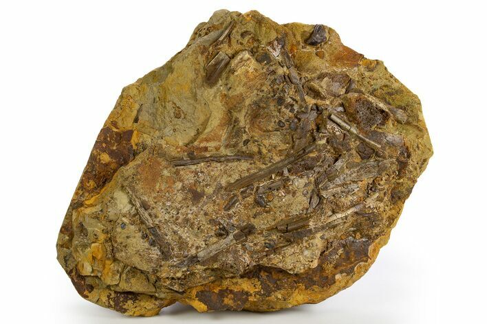 Triceratops Tooth with Hadrosaur Tooth, Tendons & Bones - Wyoming #330918